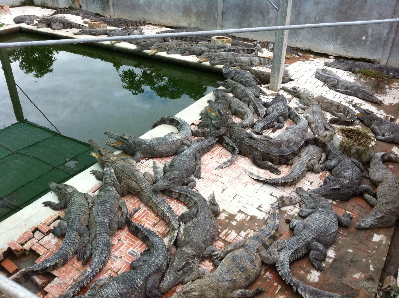 attraction-Crocodile Farm Siem Reap.jpg